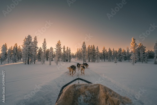 Husky safari activity at Lapland, Finland at sunset