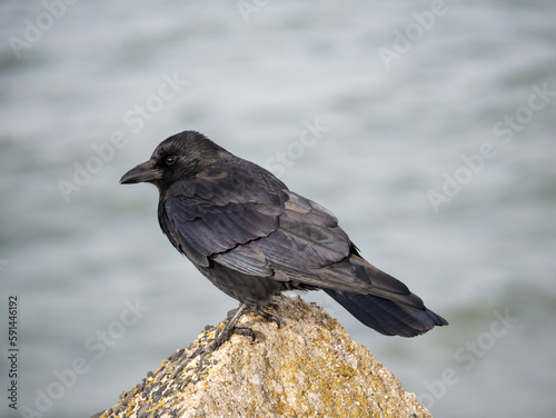 Carrion crow, Corvus corone, standing on rock, Netherlands © TasfotoNL