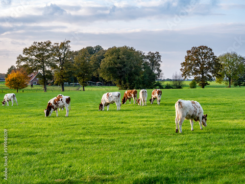 Young reddish brown dairy cows grazing on meadow in countryside near Denekamp, Overijssel, Netherlands
