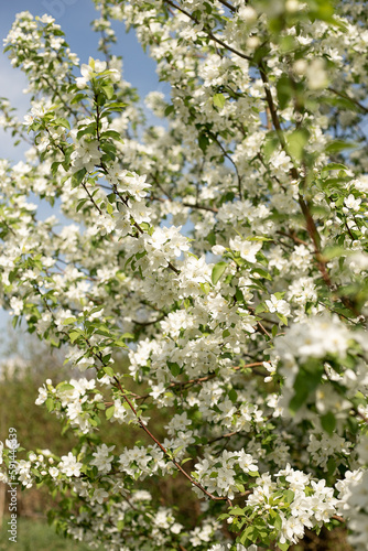 Blooming apple tree close-up, background blue sky
