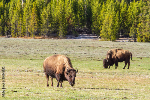 Bison dans le parc de Yellowstone