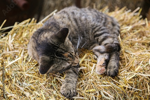 Domestic striped cat resting in a bed of hay