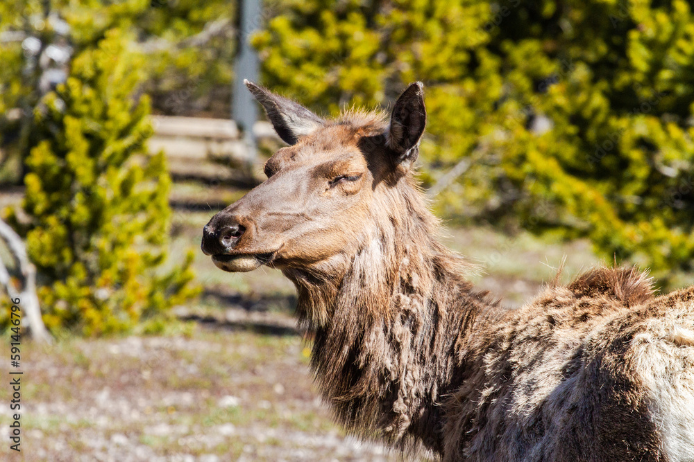 Fototapeta premium Elk dans le parc de Yellowstone