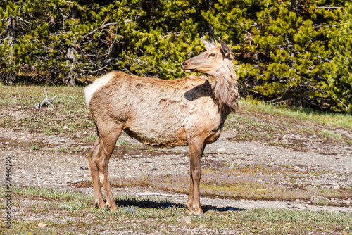 Elk dans le parc de Yellowstone