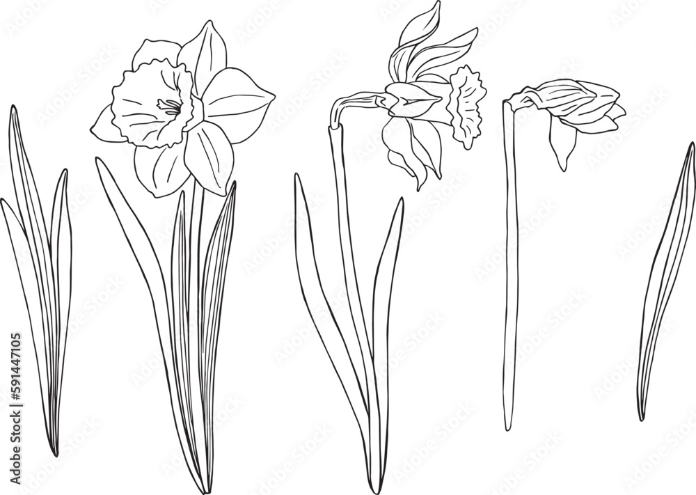 Set Daffodils flowers and leaves drawn by graphics in vector. For interior print decoration, postcard, fabric, sketchbook cover. Set Daffodils flowers and leaves drawn by graphics in vector. For interior print decoration, postcard, fabric, sketchbook cover.