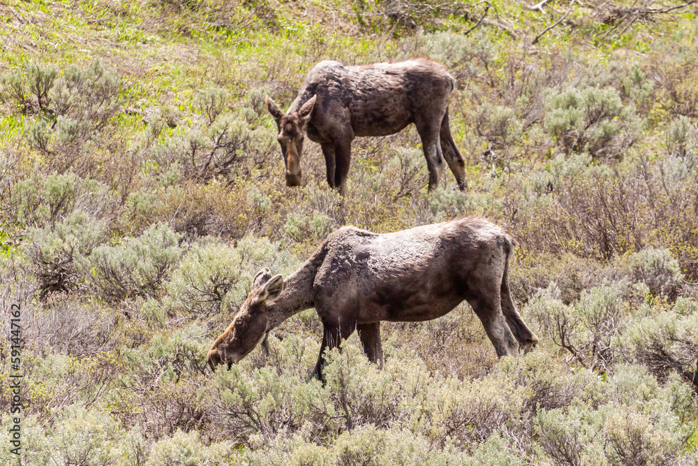 Moose dans le parc de Yellowstone