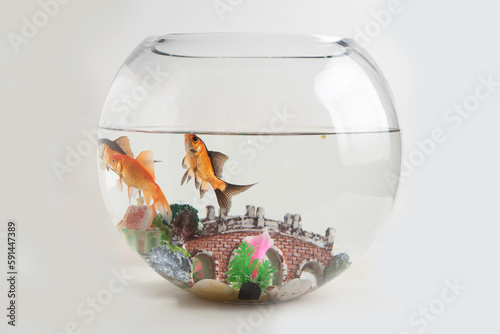 Wallpaper Mural gold fish in a fish tank Torontodigital.ca