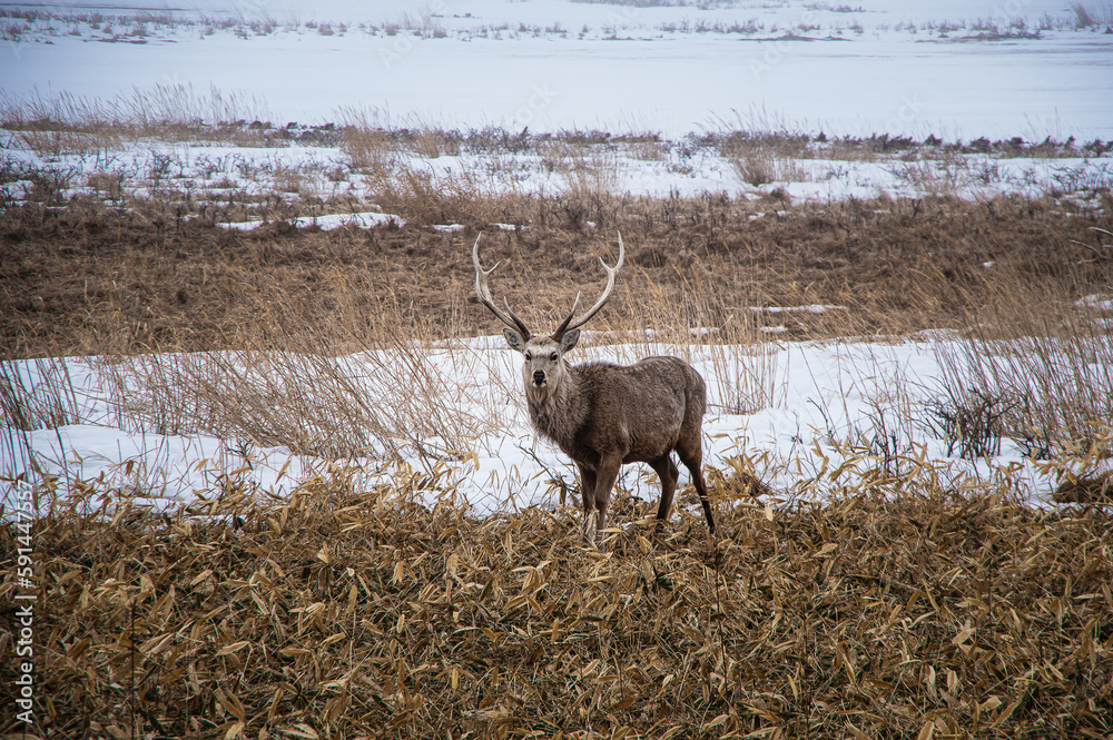 Fototapeta premium 冬の原野の角の生えた雄シカ。