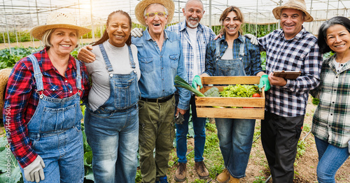 Multiracial people working inside farm greenhouse community  picking up organic vegetables - Eco village and organic local food concept - Main focus on center senior men
