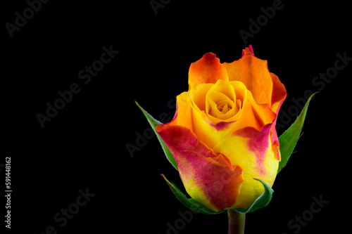 Yellow and red rose close up on a black background.