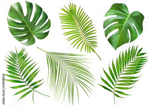 collection of six different palm branches on a white isolated background