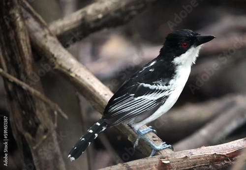 The great antshrike is a passerine bird in the antbird family, Thamnophilidae. It is the only member of the genus Taraba. Fortaleza – Ceara, Brazil. photo