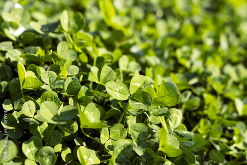 green clover leaves. St.Patrick 's Day. Spring natural background.