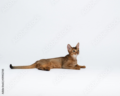 Kitten lies on white floor and looks away. Abyssinian cat isolated on white side view. Portrait of a purebred cat