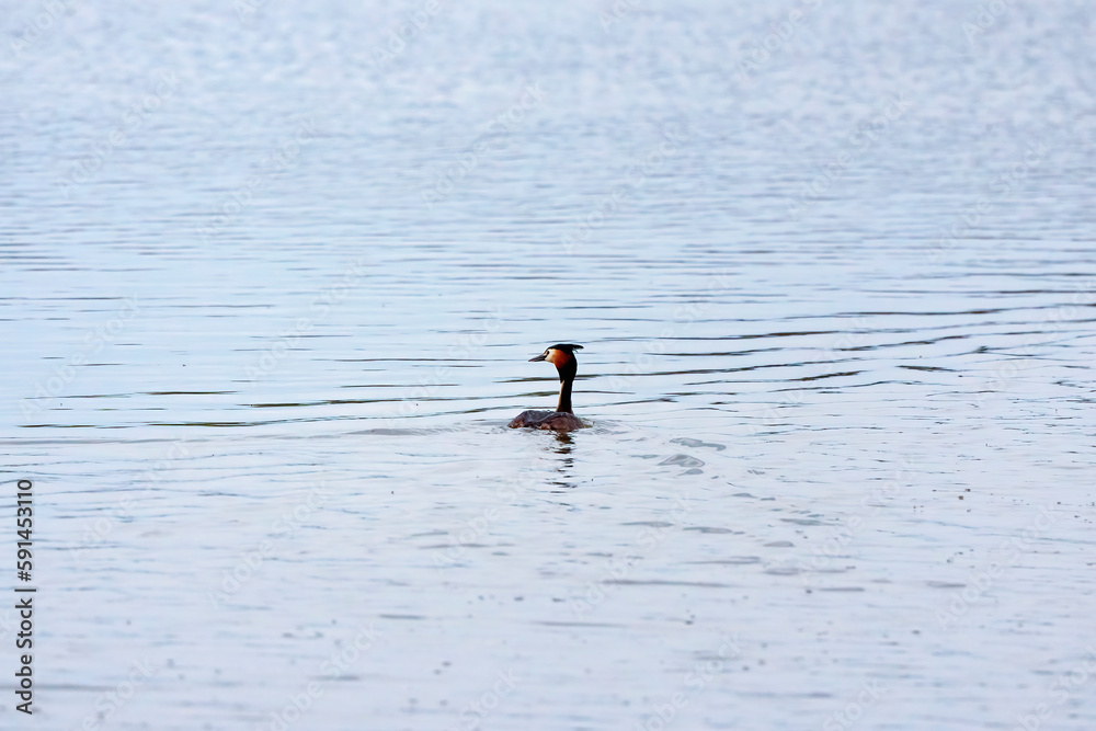 Great crested grebe (Podiceps cristatus) swimming in a lake