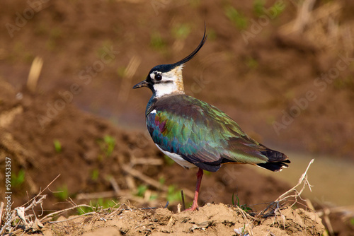 Northern lapwing (Vanellus vanellus) standing tall and watching over its territory photo