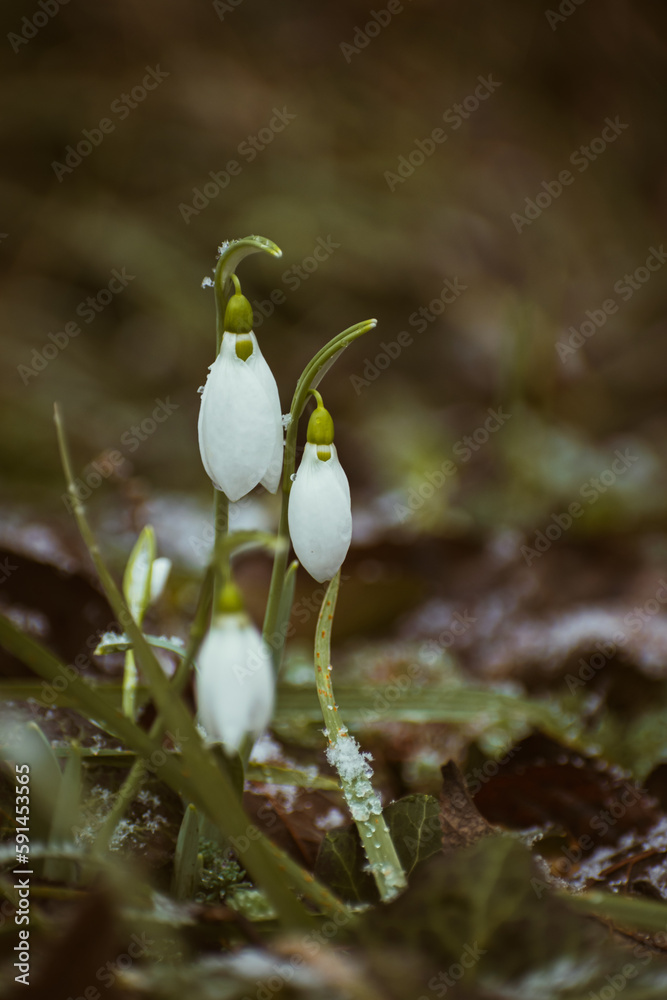 Frozen snowdrops in the garden in February Frozen snowdrops in the garden in February