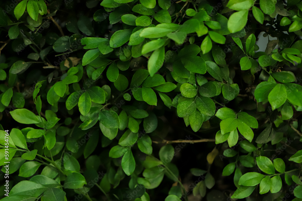 Dew and Green leaves background. Green leaves color dark tone after raining in the morning.Tropical Plant,environment,fresh,photo concept nature and plant. Dew and Green leaves background. Green leaves color dark tone after raining in the morning.Tropical Plant,environment,fresh,photo concept nature and plant.