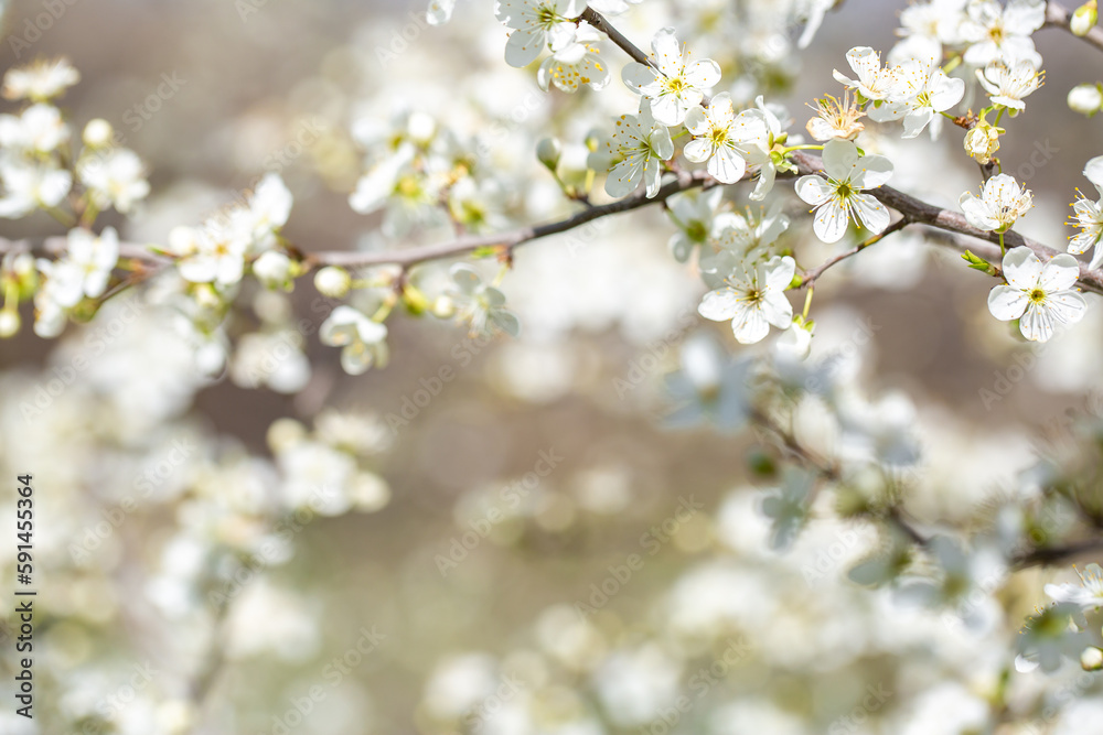 White flowers bloom in the trees. Spring landscape with blooming sakura tree. Beautiful blooming garden on a sunny day. Copy space for text. White flowers bloom in the trees. Spring landscape with blooming sakura tree. Beautiful blooming garden on a sunny day. Copy space for text.