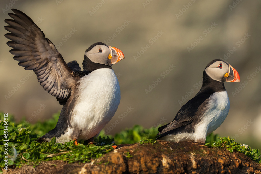 Obraz premium Varanger birdlife