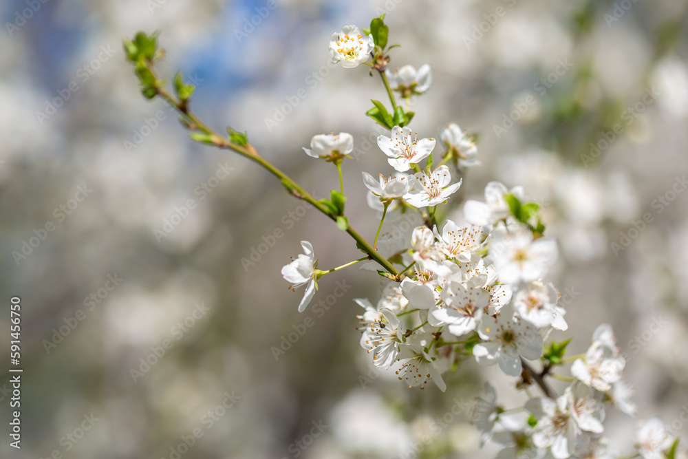 White flowers bloom in the trees. Spring landscape with blooming sakura tree. Beautiful blooming garden on a sunny day. Copy space for text. White flowers bloom in the trees. Spring landscape with blooming sakura tree. Beautiful blooming garden on a sunny day. Copy space for text.