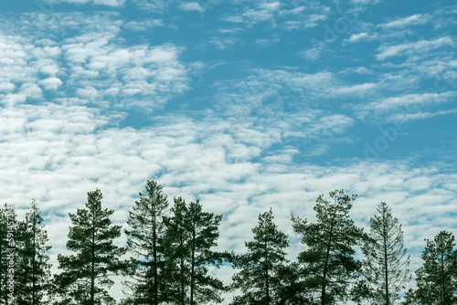 Cirrocumulus clouds in the blue sky behind the crowns of tall fir trees.