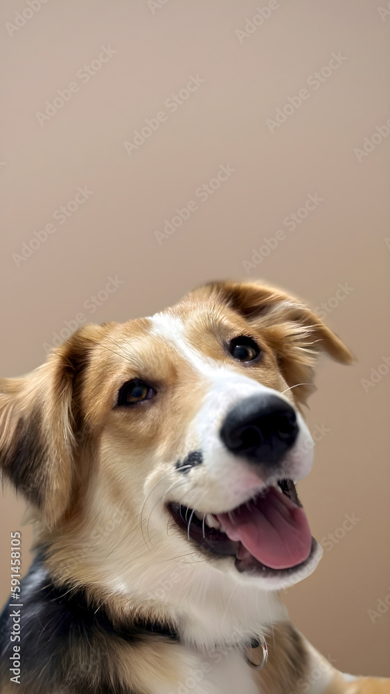Portrait happy face dog isolated on beige background. Beautiful dog show tongue as smile with copy space on background. vertical photo, soft selective focus