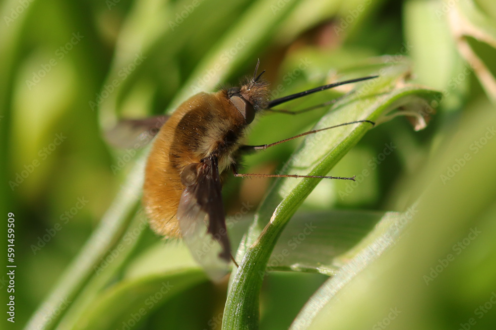 Bombyle (Bombylius major)