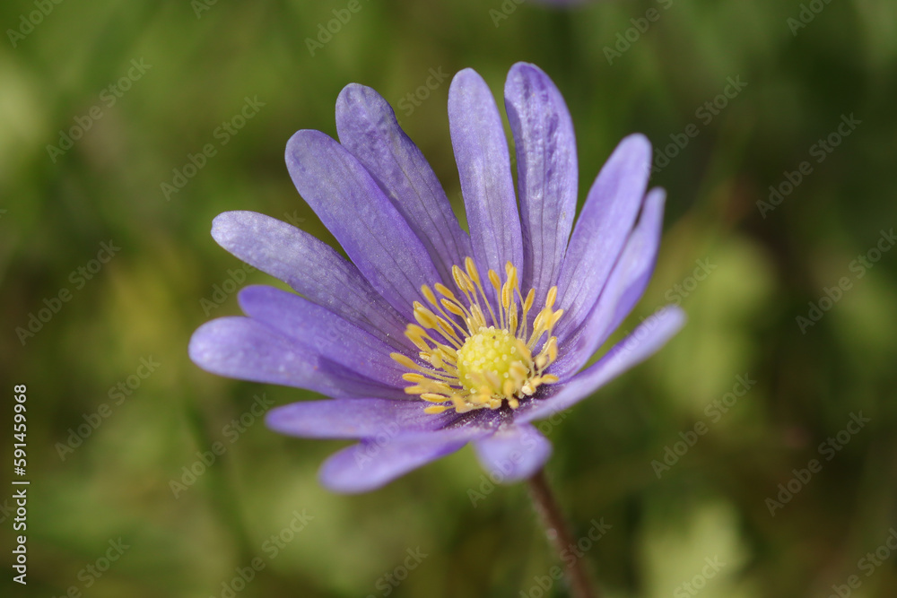 Fototapeta premium Anémone de Grèce (Anemone blanda)