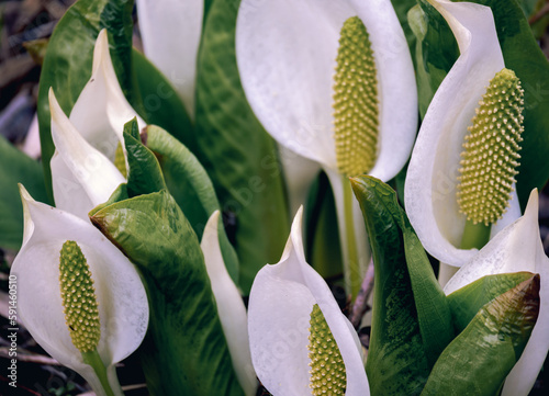 ミズバショウの群生 / Cluster of Asian skunk cabbage photo