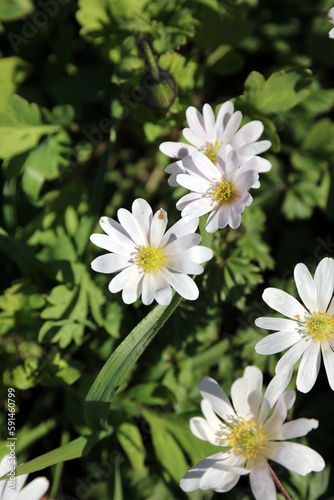 Sunlit white Grecian Windflower flowers  Derbyshire England 