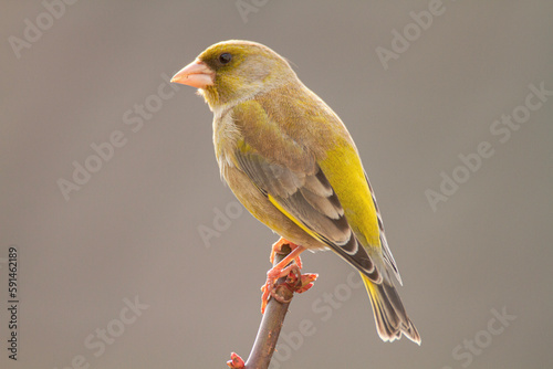 Verdier d'Europe, European Greenfinch, Chloris chloris photo