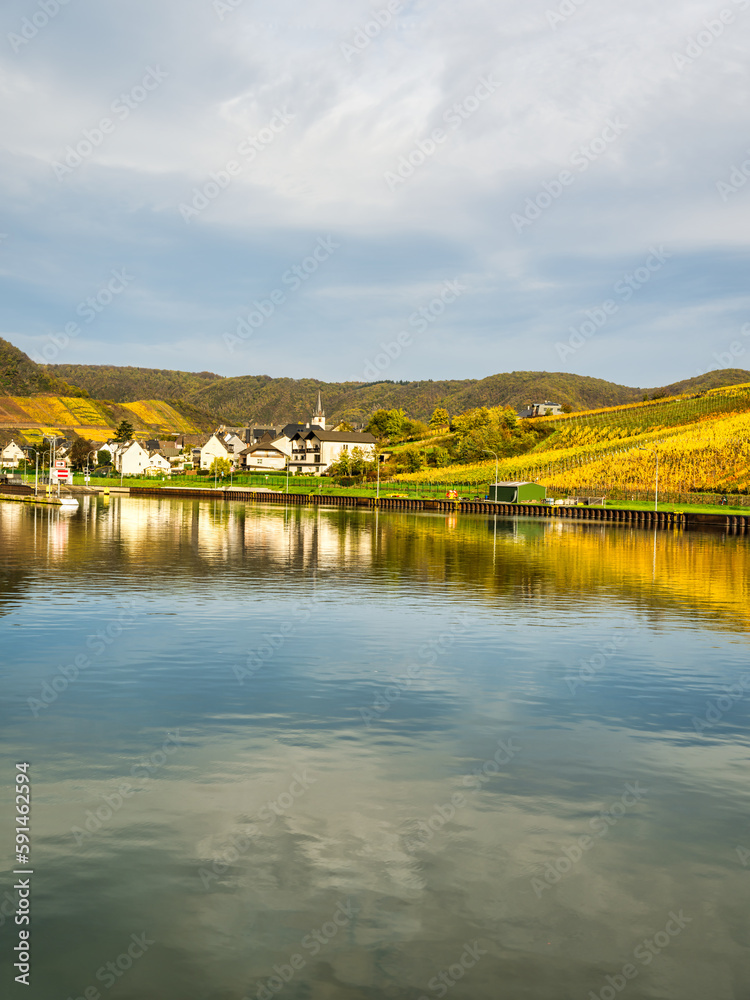 Briedern village on Moselle riverbank and colorful vineyards during autumn in Cochem-Zell district, Germany