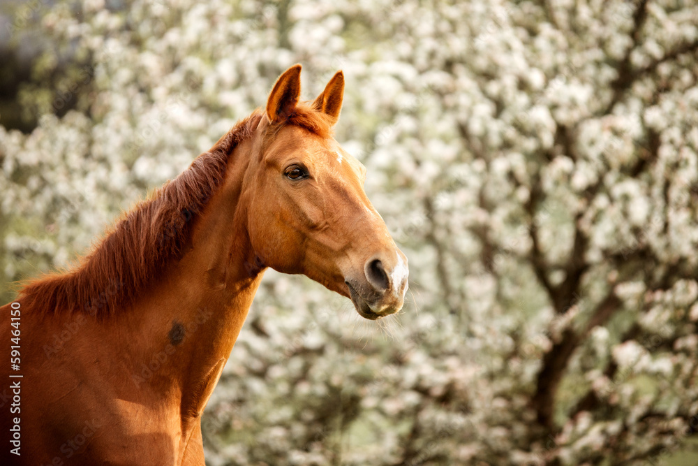 portrait of a brown horse white in spring