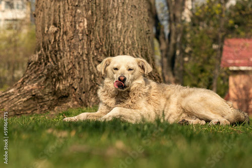 mammal, large street dog, tongue sticking out, lying on the grass, close-up profile, long-haired, light coat, sunny day, dog is a friend of man