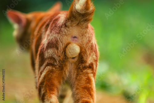 Fotografia Male cat anus, animal closeup