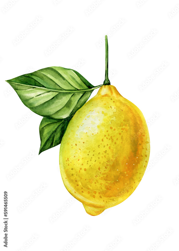 Lemon fruit with leaves, realistic botanical watercolor illustration. Juicy citrus isolated hand painted