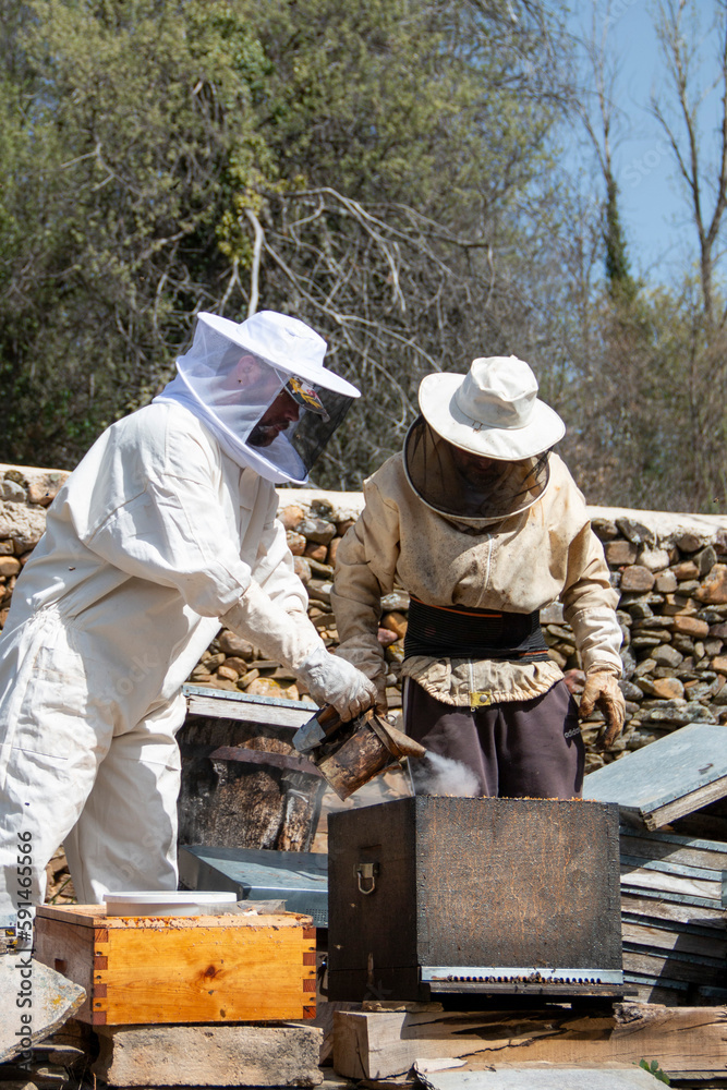Beekeeper working with bees, collecting honey in the boxes you can also see the smoker, the bee suits and different beekeeping tools as well as the hives Beekeeper working with bees, collecting honey in the boxes you can also see the smoker, the bee suits and different beekeeping tools as well as the hives