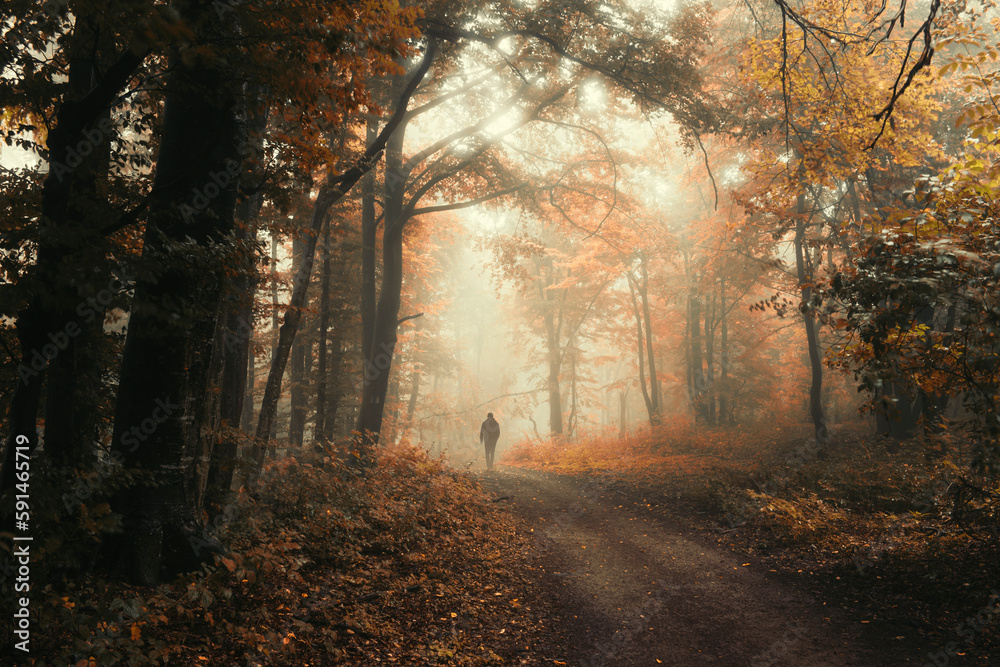man walking on forest road in autumn, fantasy landscape