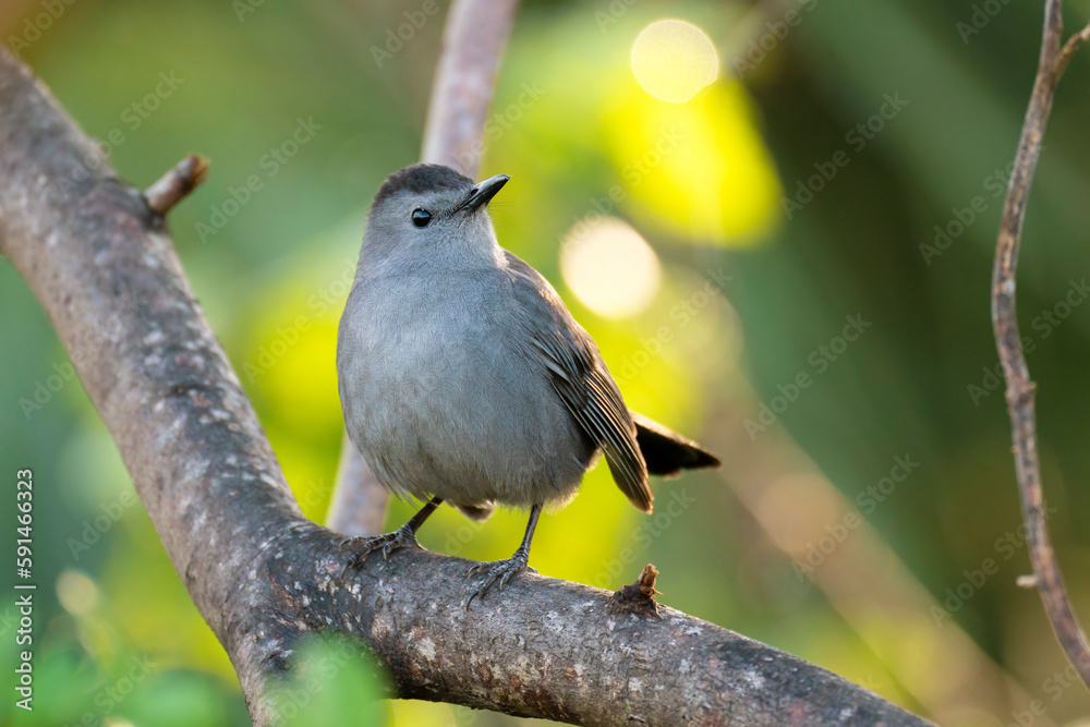 Fototapeta premium A Gray Catbird bird perched on a tree branch in summer Florida shrubs