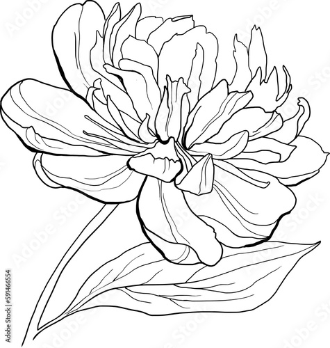 Peony flower clipart, lineart floral illustration