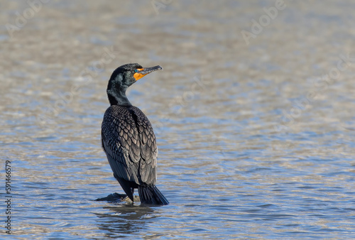Double-crested Cormorant perched on a rock on a local pond in Canada