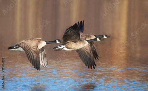 Canada geese in flight over a local pond in spring