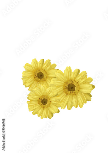 Chrysanthemums