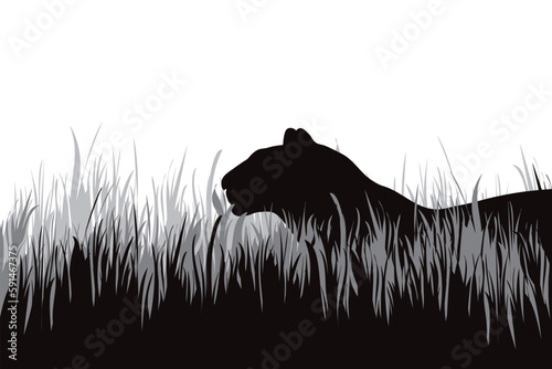 Vector silhouette of hunting tiger in the grass.