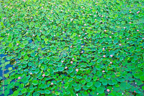 Blooming lotus in the pond © hanmaomin