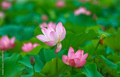 Blooming lotus in the pond