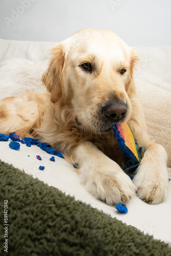 Golden retriever puppy dog destroying or biting shoes lying on a sofa. Vertical shot. Separation anxiety disorder concept