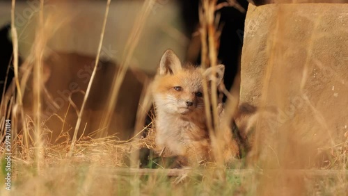 Cute Baby Red Fox Pup Scratching and Itching Ear photo