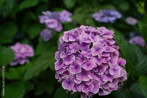 紫陽花、あじさい、アジサイ、花、紫の花、大きい花、6月、梅雨、雨、日本、ピンク、額紫陽花、額アジサイ、ブルー、白、緑、自然、としまえん、2019、東京、練馬、植物、綺麗、カラフル、クローズアップ、